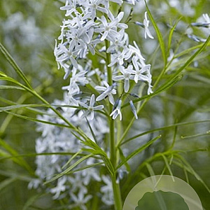 Amsonia hubrichtii GM P9 BIO