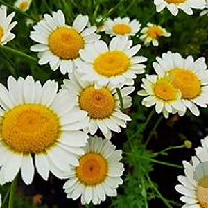Anthemis hyb. 'Sauce Hollandaise' GM P9 BIO