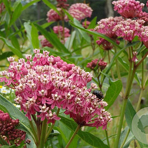 Asclepias incarnata GM P9 BIO