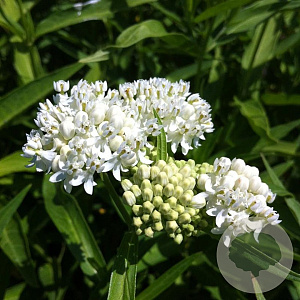 Asclepias inc. 'Ice Ballet' GM P9 BIO