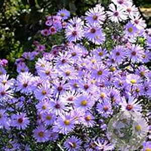 Aster laevis GM P9 BIO