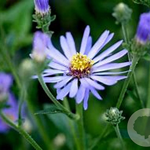Aster macrophyllus 'Twilight' GM P9 BIO