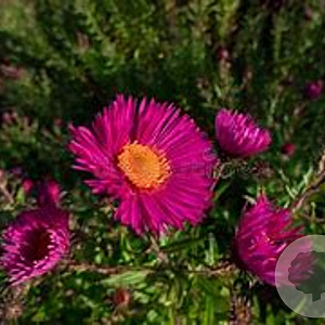 Aster n.-a. 'And. an Paul Gerber' GM P9 BIO