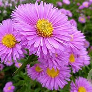 Aster n.-b. 'Patricia Ballard' GM P9 BIO