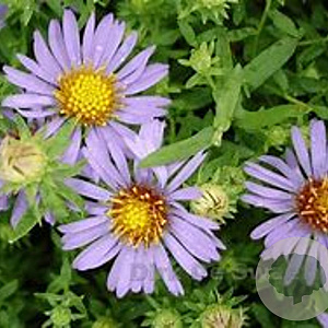 Aster oblong. 'October Skies' GM P9 BIO