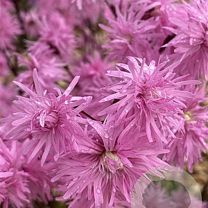 Lychnis flos-cuculi 'Petite Jenny' GM P9