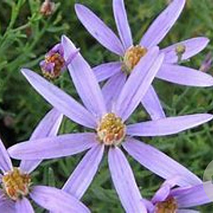 Aster sedifolius 'Nanus' GM P9 BIO