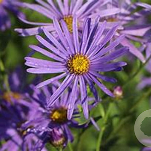 Aster thomsonii GM P9 BIO