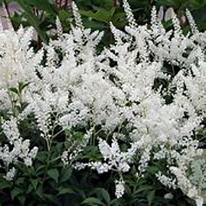 Astilbe (J) 'Deutschland' GM P9 BIO