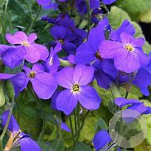 Aubrieta 'Cascade Blue' GM P9 BIO