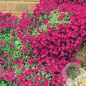 Aubrieta 'Cascade Red' GM P9 BIO