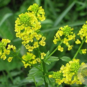 Barbarea vulgaris GM P9 BIO