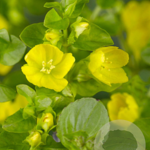 Lysimachia punctata GM P9