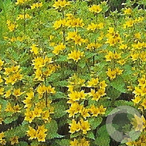 Lysimachia punctata GM P9