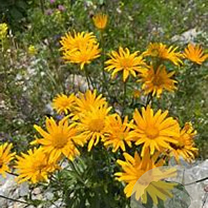 Buphthalmum salicifolium GM P9 BIO