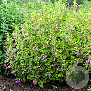 Calamintha grandiflora GM P9 BIO