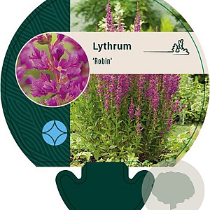 Lythrum Robin GM P9