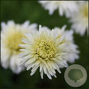 Chamaemelum nobile 'Treneague' GM P9 BIO