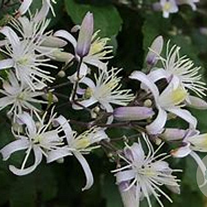 Clematis 'Praecox' GM P9 BIO