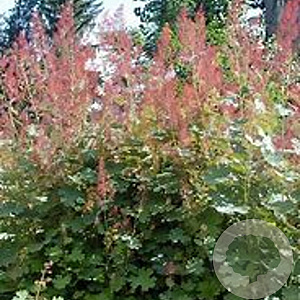 Macleaya microcarpa GM P9