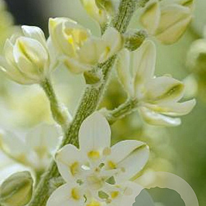 Melanthium virginicum GM P9