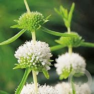 Mentha cervina 'Alba' GM P9