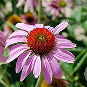 Echinacea purpurea GM P9 BIO