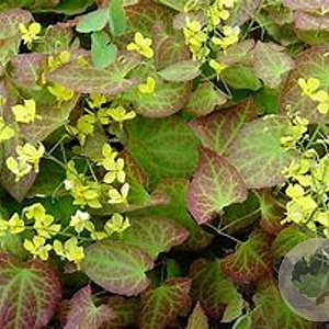 Epimedium perralc. 'Frohnleiten' GM P9 BIO