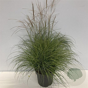 Miscanthus sin. 'Adagio' 80-100 cm 12L