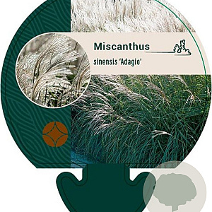 Miscanthus sin. 'Adagio' GM P9