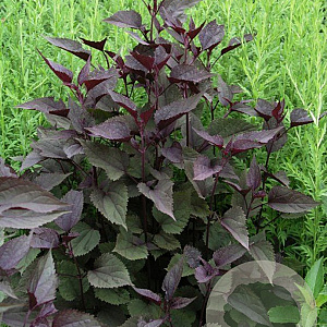 Eupatorium rugosum 'Chocolate' GM P9 BIO