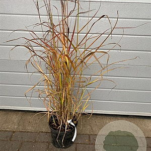 Miscanthus sin. 'Augustfeder' GM C5