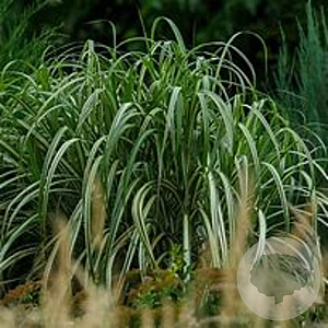 Miscanthus sin. 'Cabaret' GM  P11