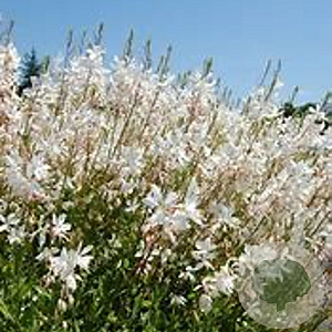 Gaura l. 'Short Form' GM P9 BIO