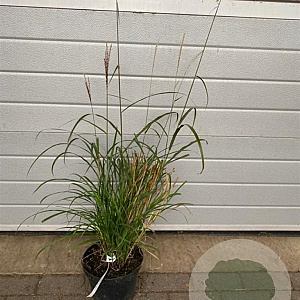 Miscanthus sin. 'Dronning Ingrid' GM C5