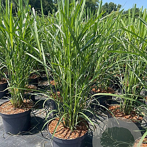 Miscanthus sin. 'Dronning Ingrid' GM C5
