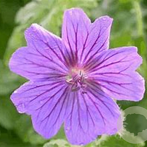 Geranium magnificum 'Rosemoor' GM P9 BIO
