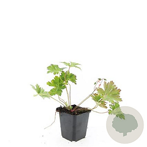 Geranium Rozanne GM P9