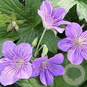 Geranium wlassovianum GM P9 BIO