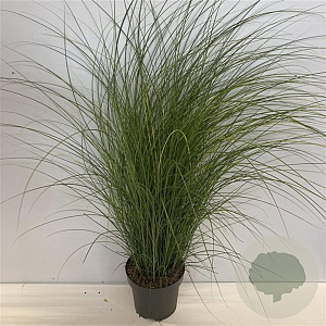 Miscanthus sin. 'Gracillimus' 100-125 cm 12L