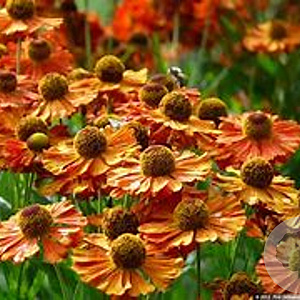 Helenium 'Kupferzwerg' GM P9 BIO
