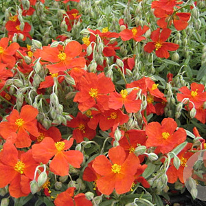 Helianthemum 'Henfield Brilliant' GM P9 BIO