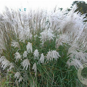 Miscanthus sin. 'Grosse Fontäne' GM 12L