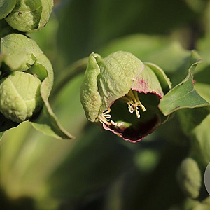 Helleborus foetidus GM P9 BIO