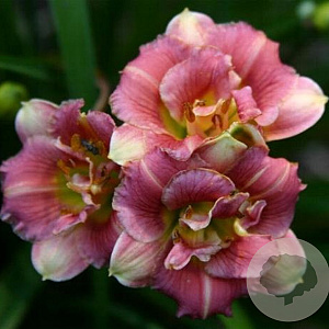 Hemerocallis 'Precious' GM P9 BIO