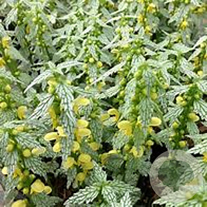 Lamiastrum gal. 'Herman's Pride' GM P9 BIO