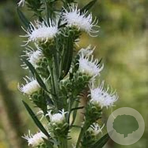 Liatris scariosa 'Alba' GM P9 BIO