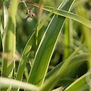 Luzula sylvatica 'Marginata' GM P9 BIO