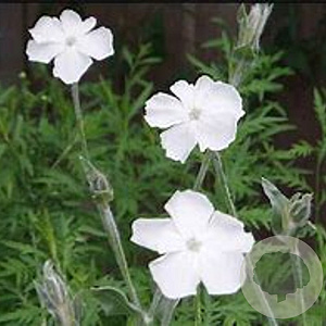 Lychnis coronaria 'Alba' GM P9 BIO