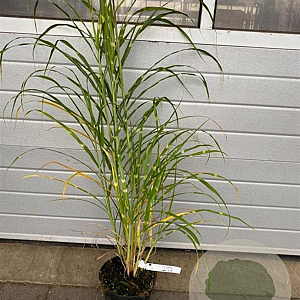 Miscanthus sin. 'Zebrinus' GM C5